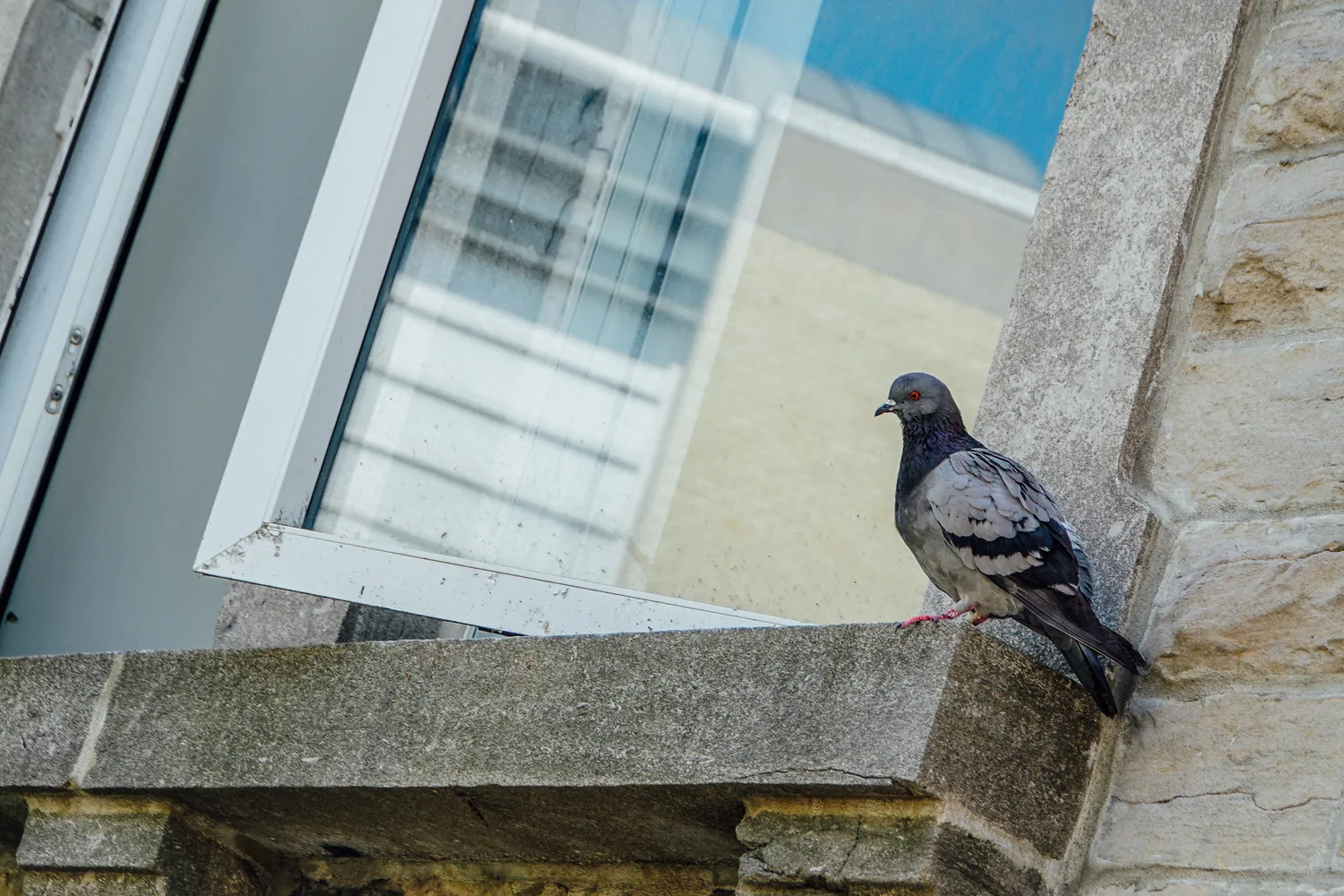 Pigeons : identification, risques et traitement