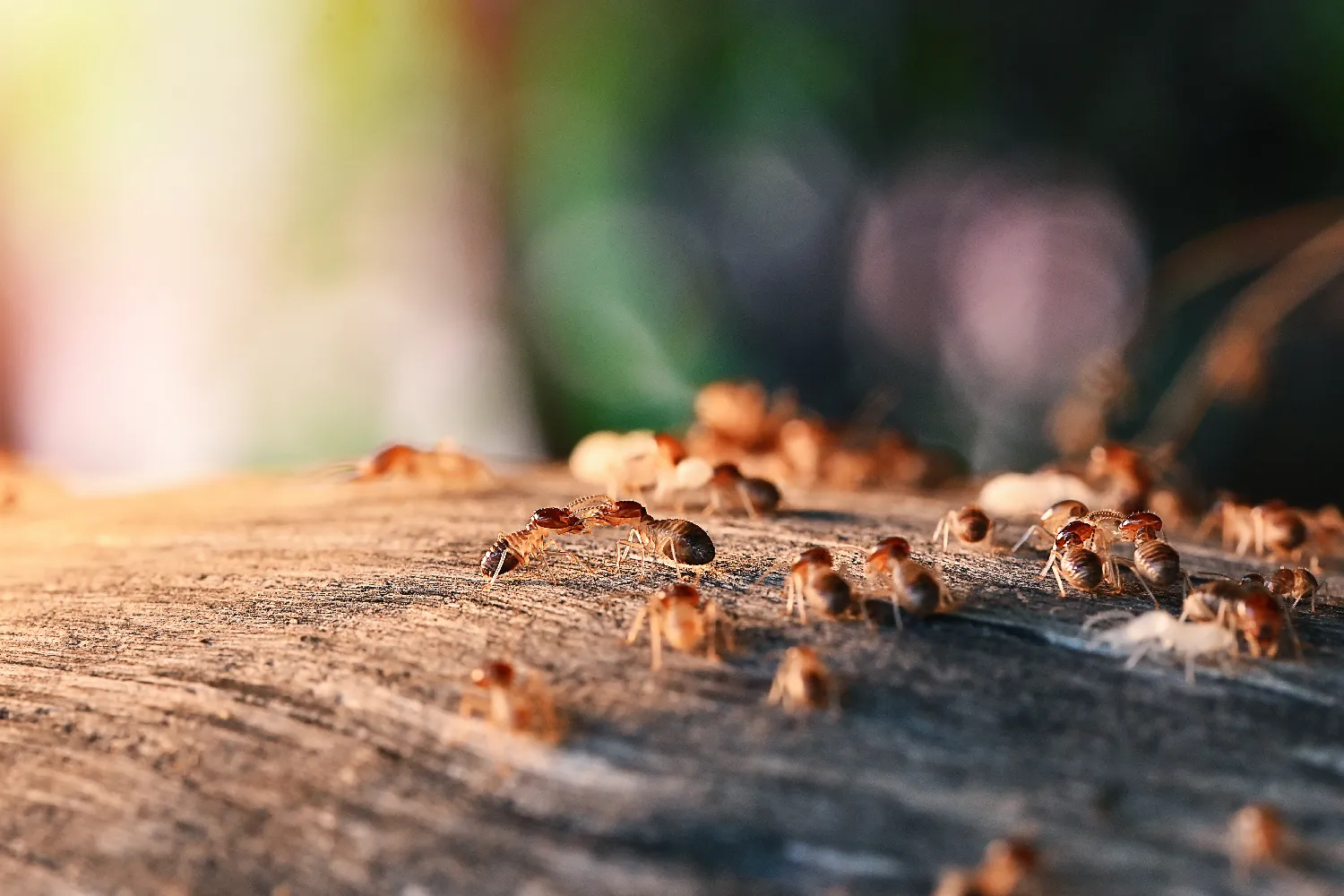 Insectes xylophages : identification, risques et traitement