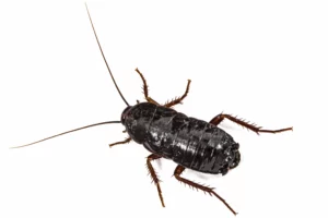 Blatte orientale