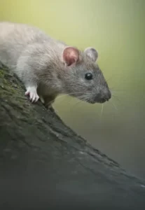 Souris / Rats mulots surmulots