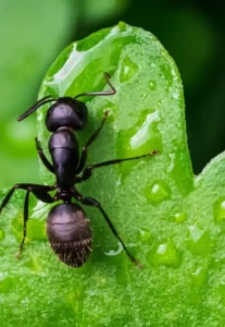 Fourmi noire des jardins
