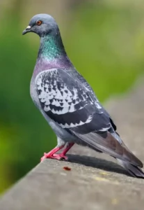 Pigeon biset domestique