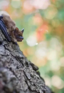 Chauve-souris