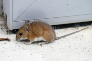 Souris domestique