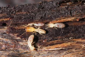 Termite souterrain