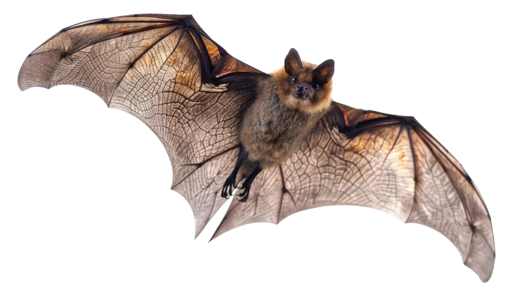 Chauves-souris : identification, risques et traitement